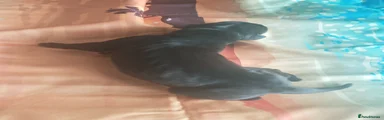 Great Dane 3