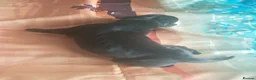 Great Dane dogs for sale: Great Dane Puppies in Londonderry - Advert 4