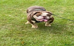 English Bulldog dogs for sale: Beautiful adult male English bulldog  - Image 2