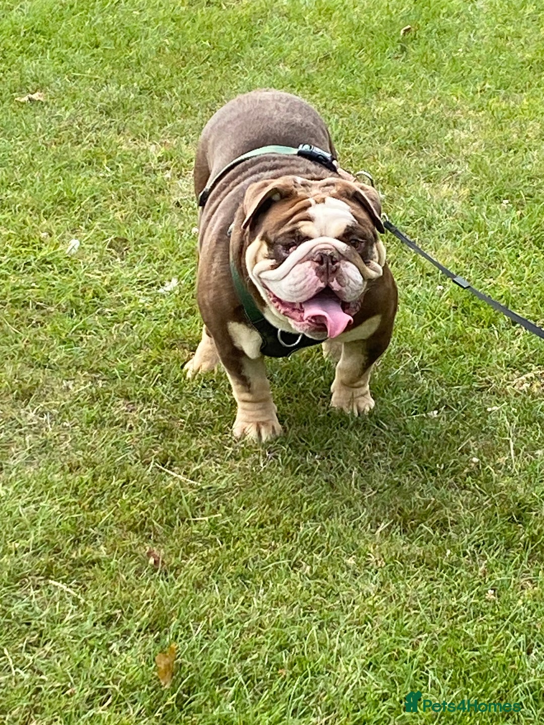 English Bulldog dogs for sale: Beautiful adult male English bulldog  - Image 2