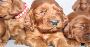 Irish Setter dogs - Advert 2