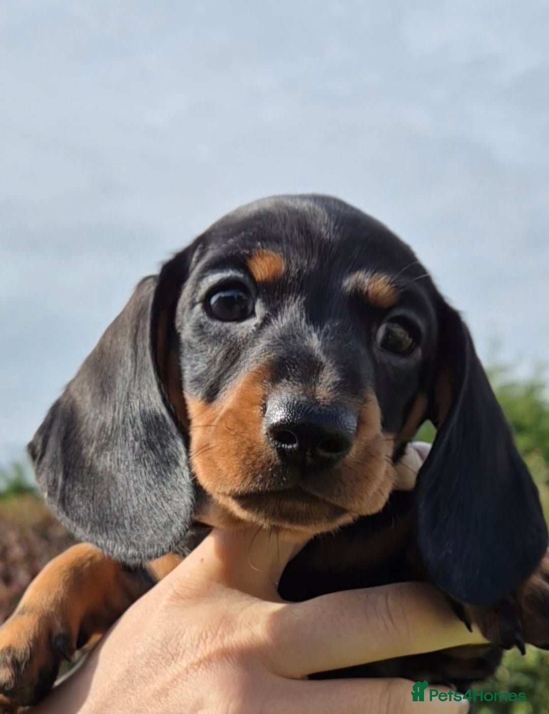 Miniature Dachshund dogs for sale: Gorgeous Kc reg Miniature smooth Dachshunds - Image 2