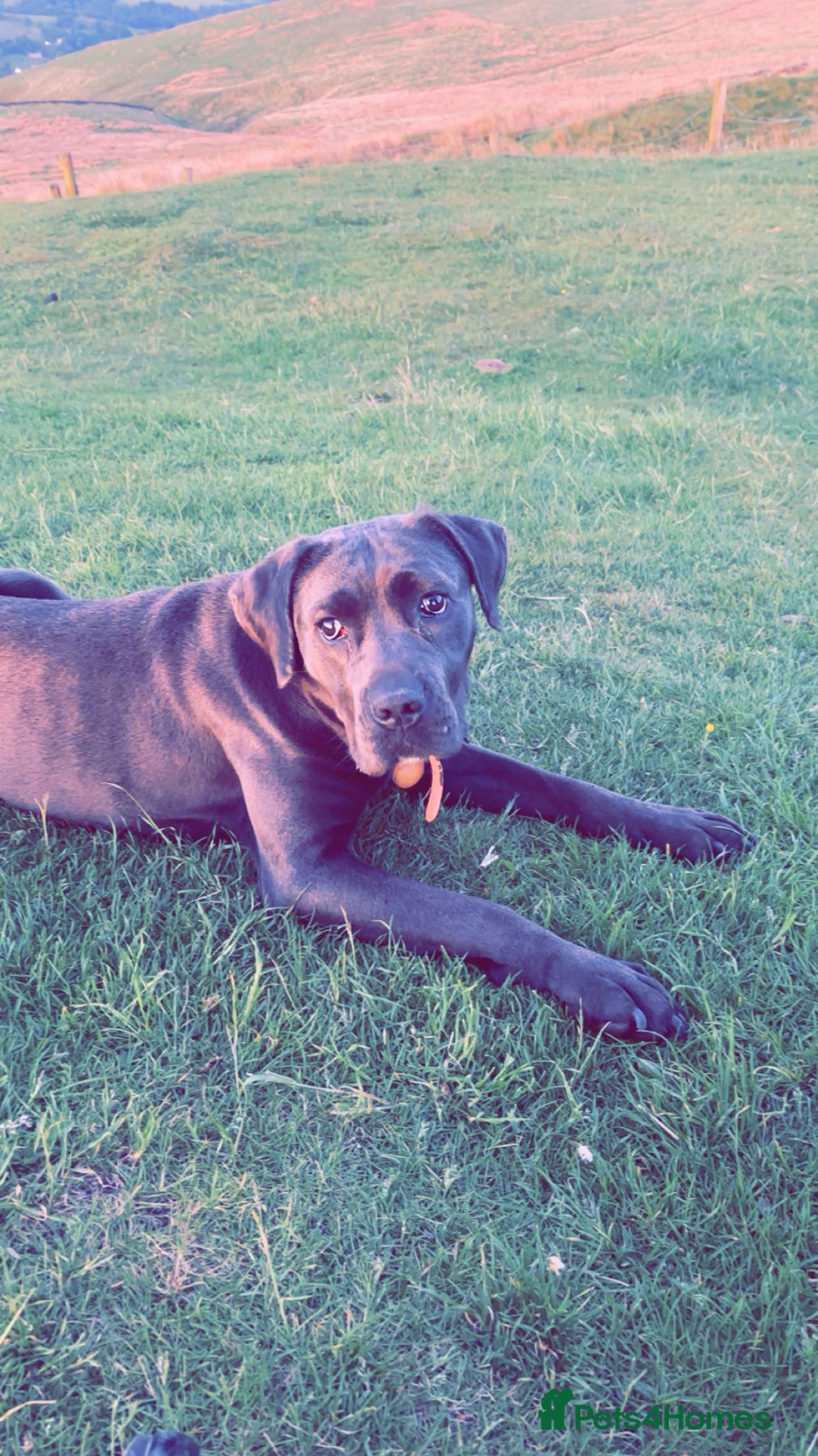 Mixed Breed dogs Zeena!  - Advert 1