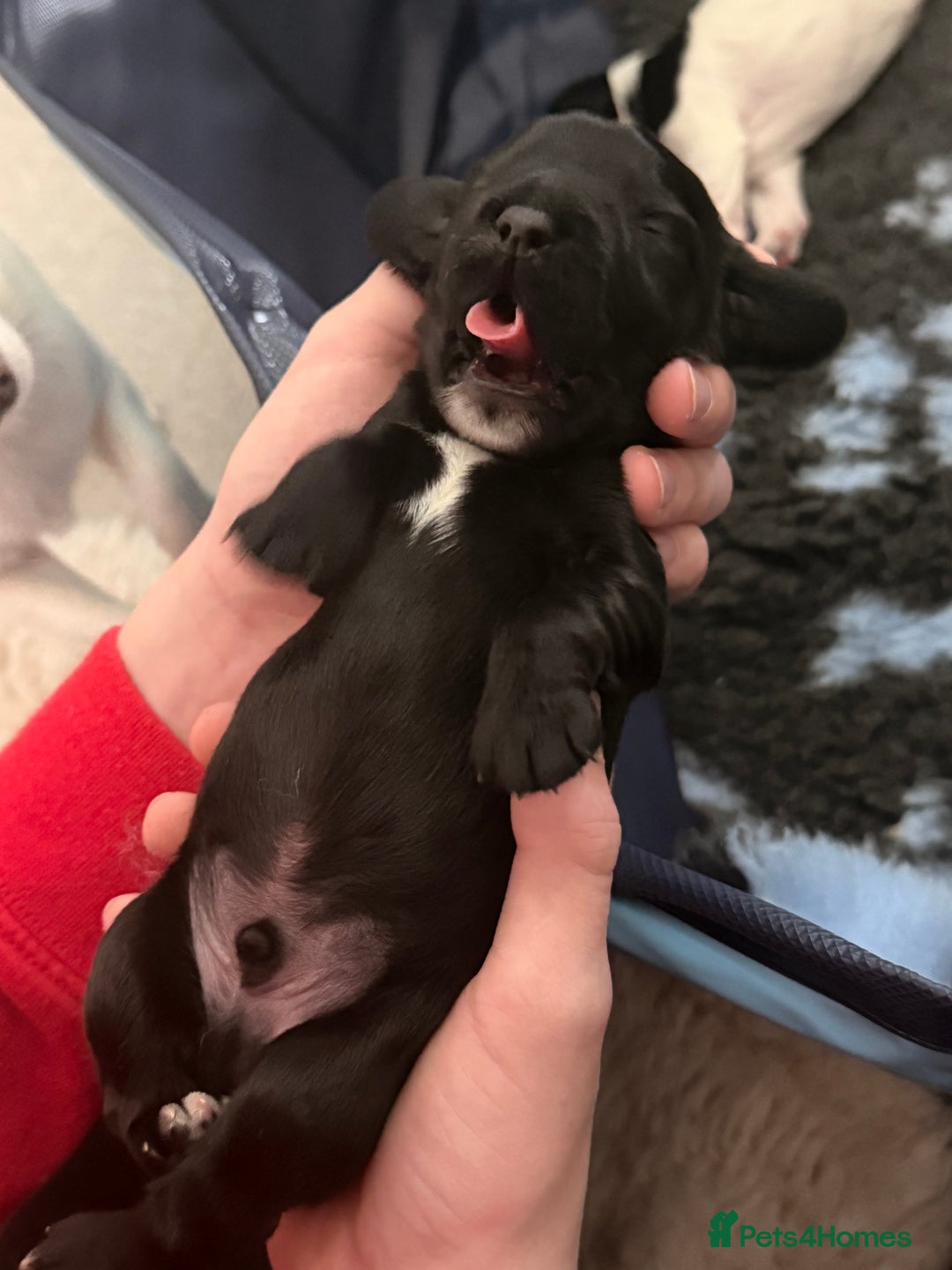 Cocker Spaniel dogs for sale: Cocker Spaniel Puppies ✨ - Advert 7