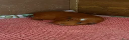 Guinea Pig rodents for sale: Female guinea pigs  - Advert 10