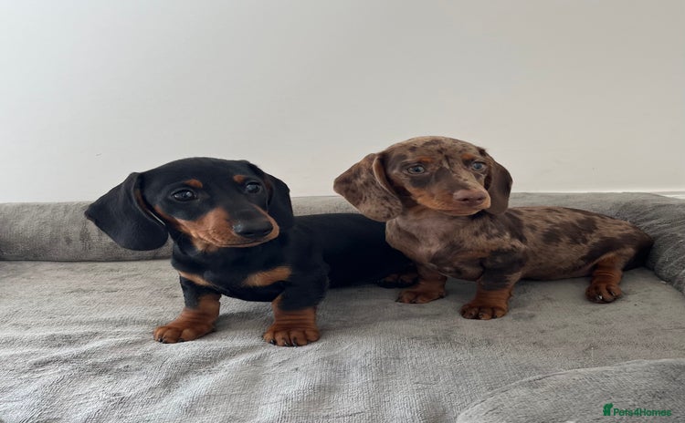 Dachshund dogs - Advert 2