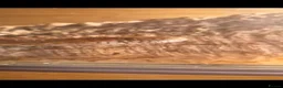 Corn Snake reptiles for sale: 2 female egg laying corn snakes  in Maidstone - Advert 7