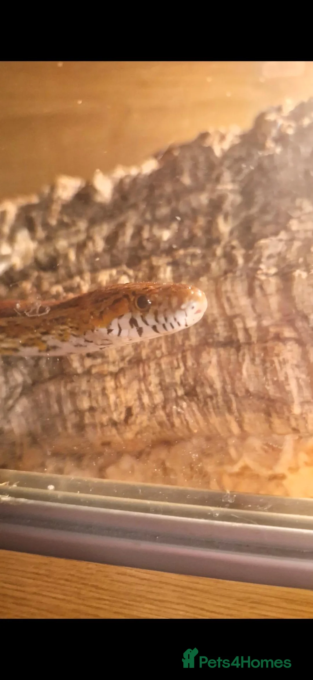 Corn Snake reptiles for sale: 2 female egg laying corn snakes  in Maidstone - Advert 7