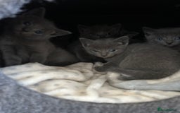 Russian Blue cats for sale: 🐾 Gorgeous Russian Blue Kittens for Sale 🐾 - Image 4