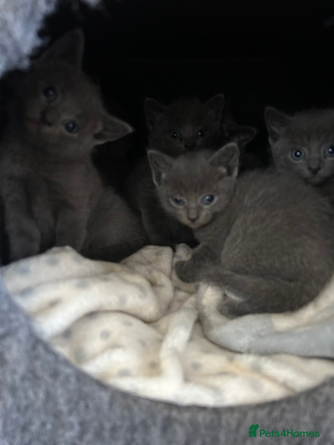Russian Blue cats for sale: 🐾 Gorgeous Russian Blue Kittens for Sale 🐾 - Image 4