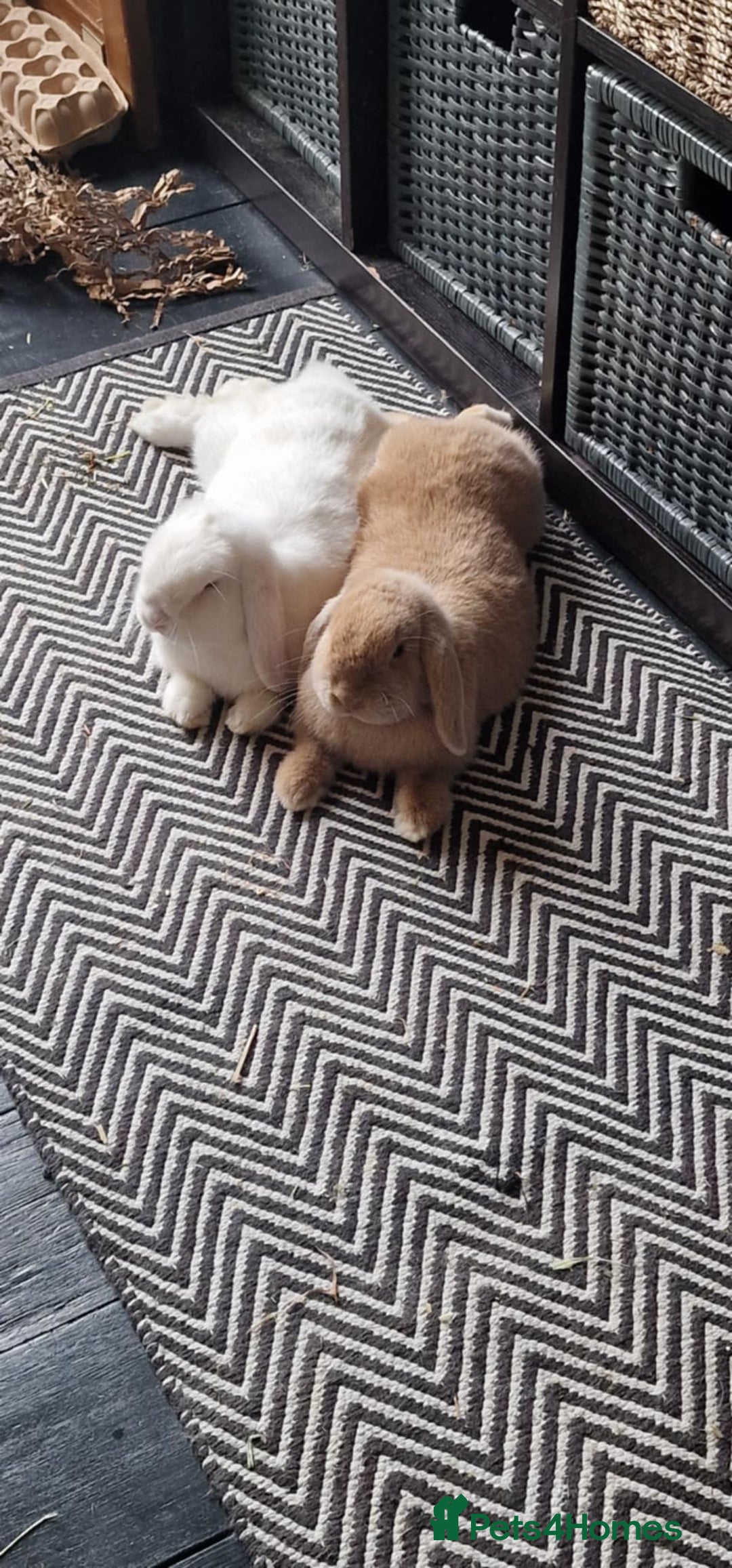 Mini Lop rabbits for sale: Two beautiful mini lops - Advert 5