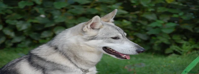 Flynn