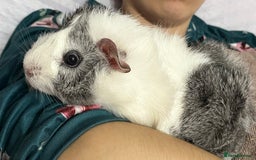 Guinea Pig rodents for sale: Male guinea pigs with cage and accessories  - Image 4