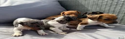 Dachshund dogs for sale: Mini dashound puppy’s - Advert 3