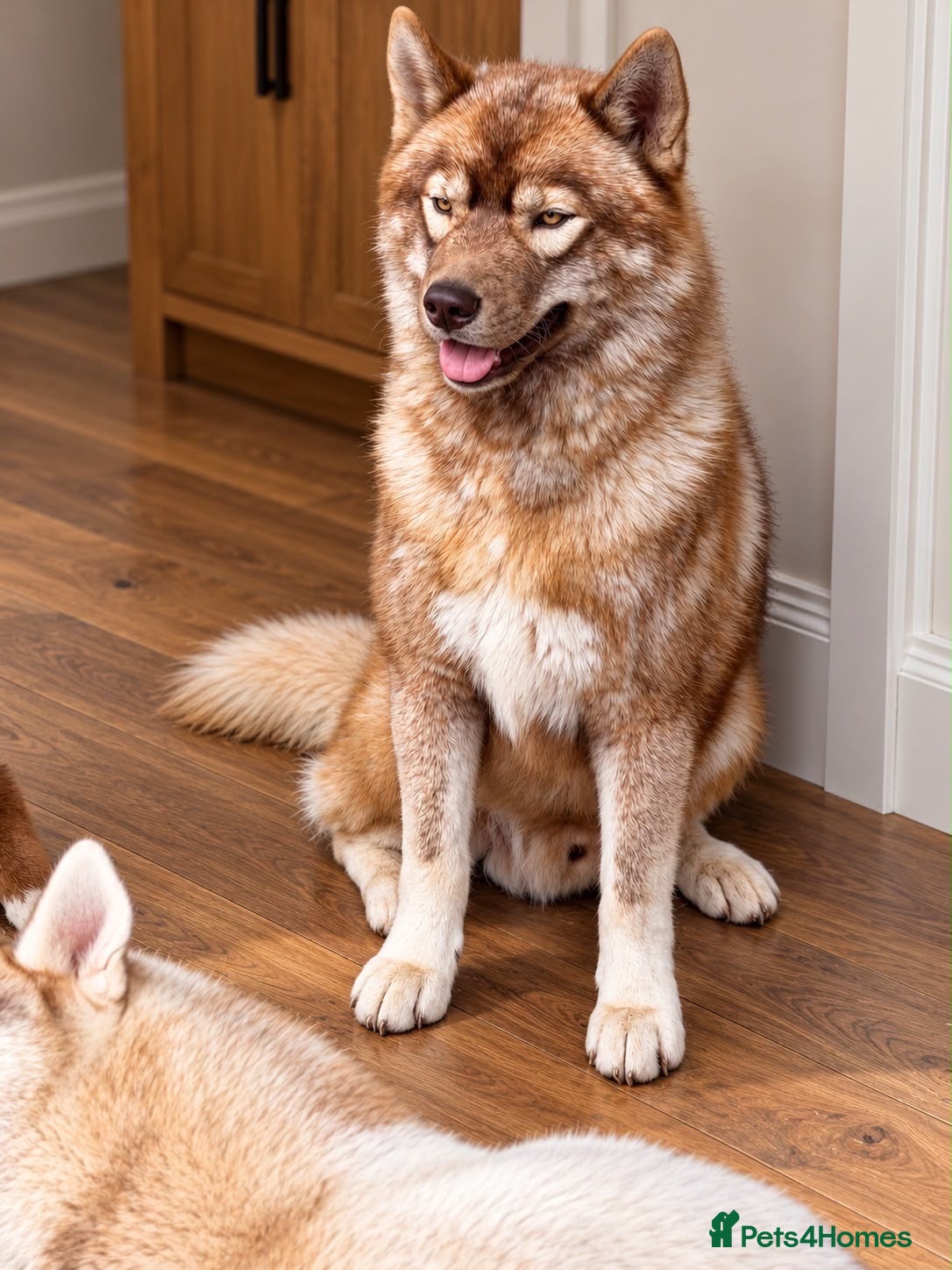 Siberian Husky dogs Siberian husky males for Stud - Advert 20