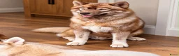Siberian Husky dogs for stud: Siberian husky males for Stud - Advert 1