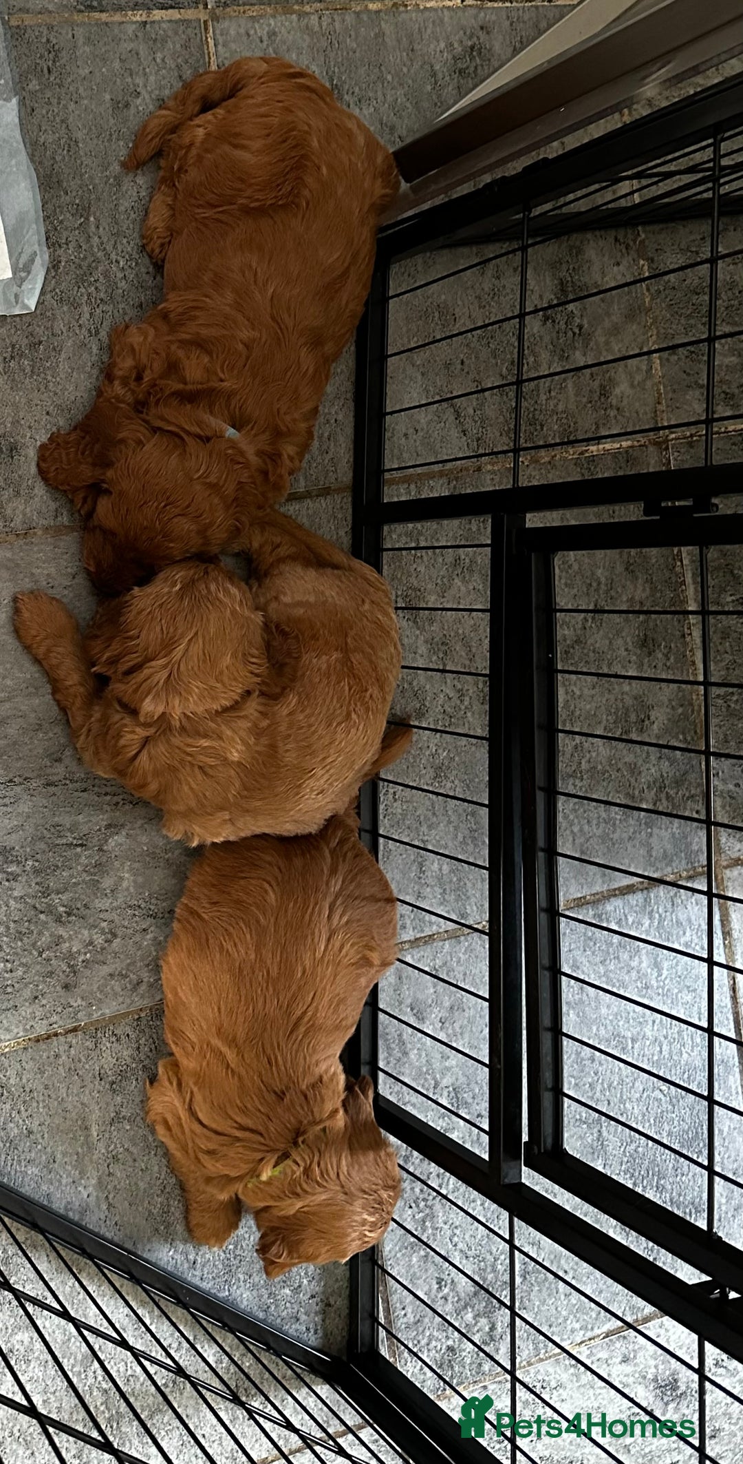 Cockapoo dogs for sale: F1 Red Cockapoo puppies ~ ⭐️ready Now ⭐️  - Image 28