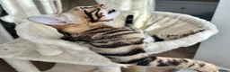Bengal cats for sale: 🐅Gorgeous 😍One of a Kind Dream Bengal Boy!🐅 - Advert 5