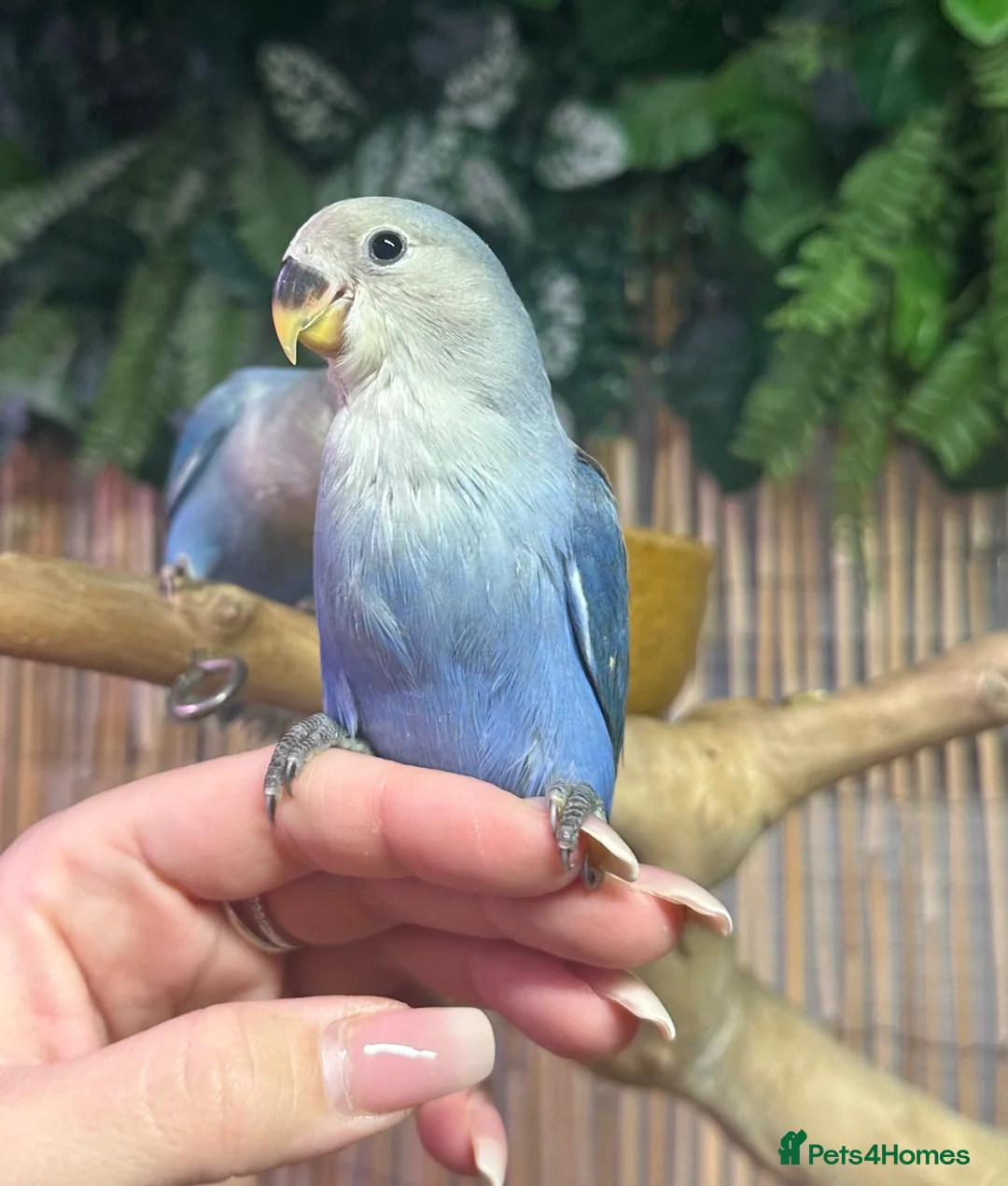 Lovebirds birds for sale: Hand reared Lovebirds  - Advert 2