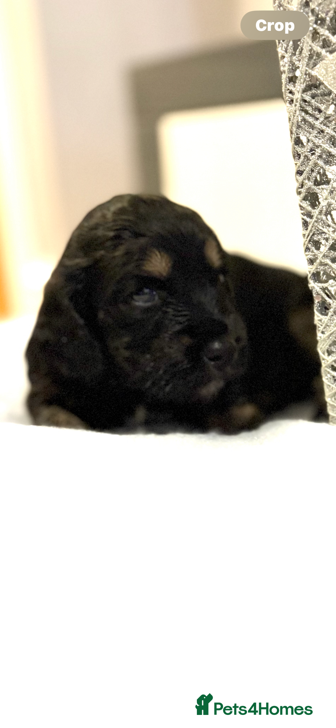 Cockapoo dogs for sale: Beautiful F1b cockapoos  - Advert 4