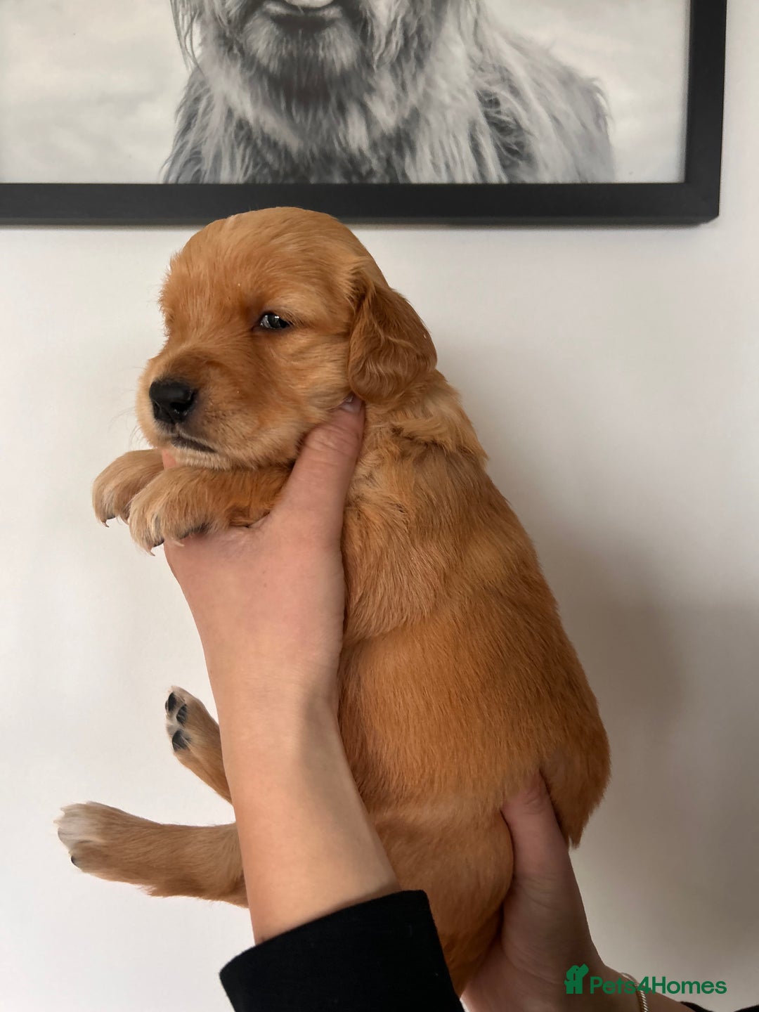 Golden Retriever dogs for sale: Dark Working Golden Retriever puppies - Advert 29