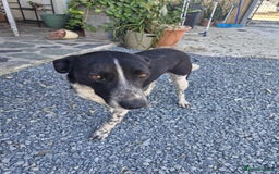 Mixed Breed dogs for adoption: Sergio, sweet cat friendly boy in Liverpool - Image 16