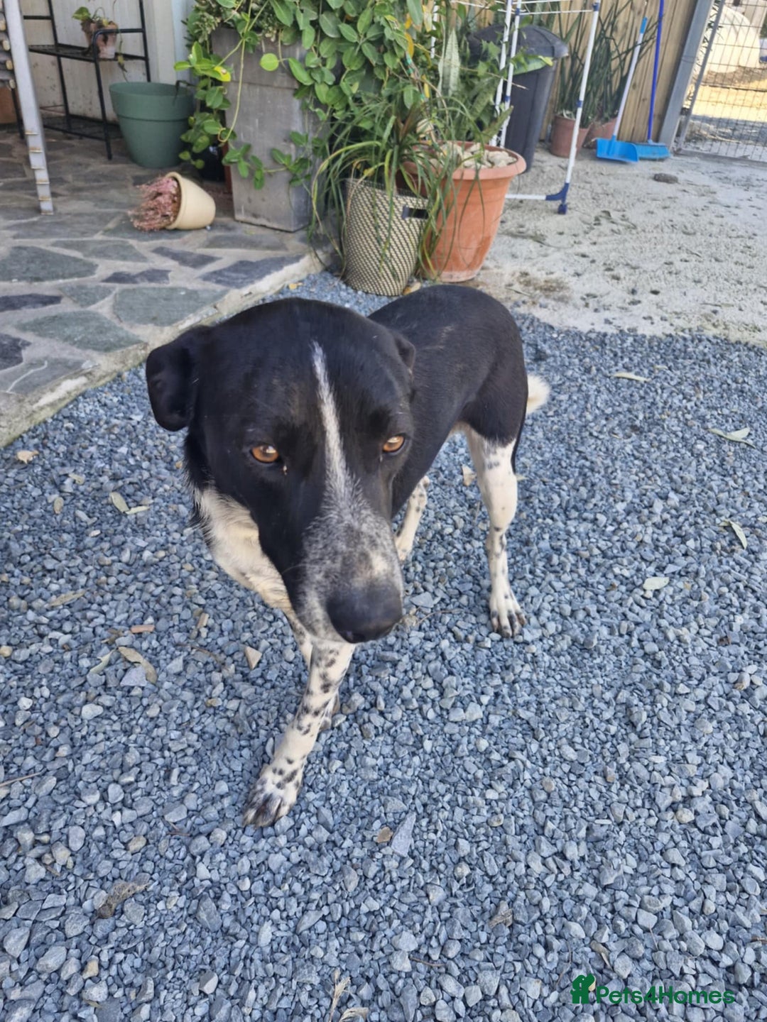 Mixed Breed dogs for adoption: Sergio, sweet cat friendly boy in Liverpool - Image 16