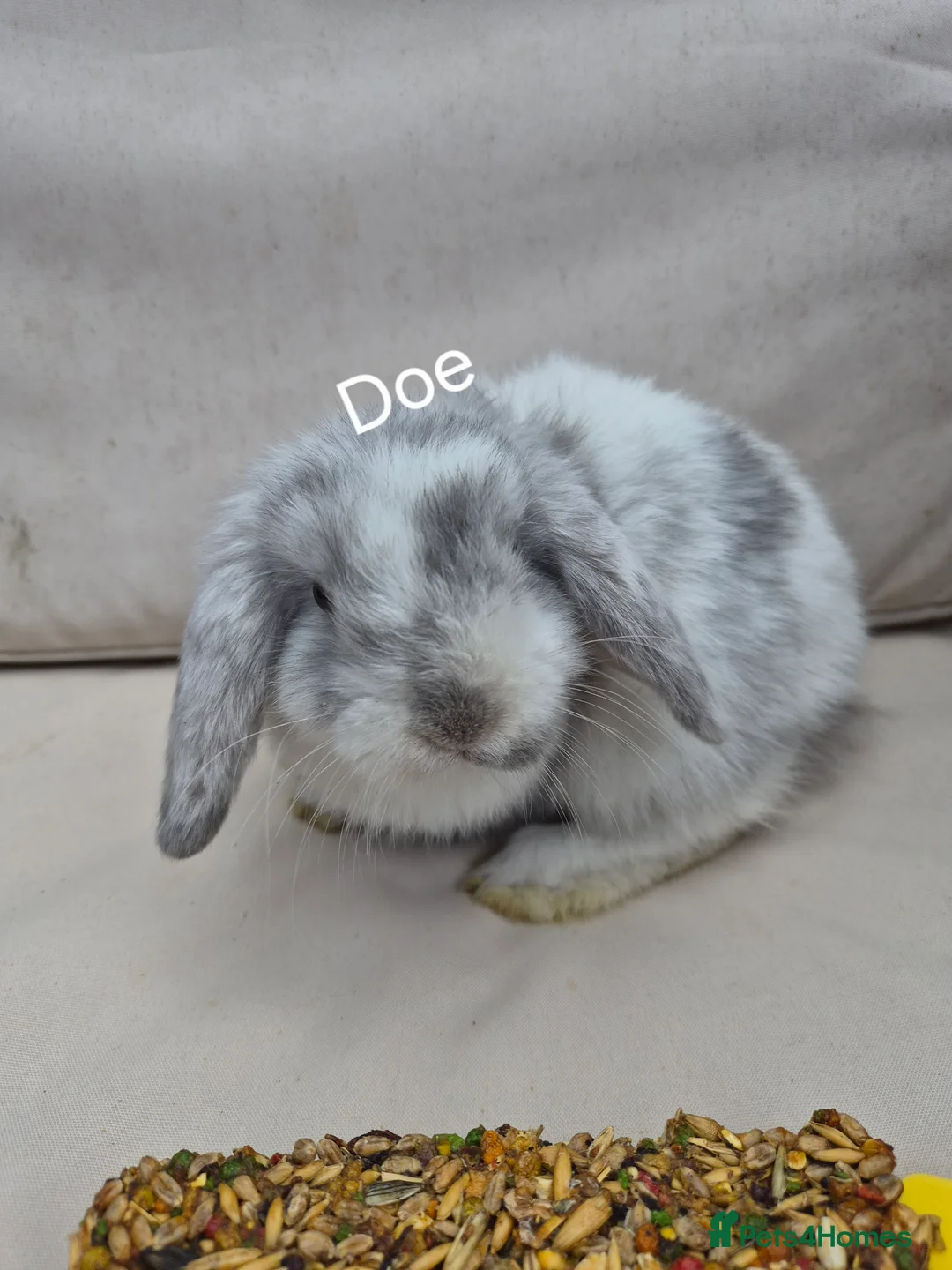 Mini Lop rabbits for sale:  Baby Mini Lop Rabbits-Ready for Their New Homes  - Advert 2