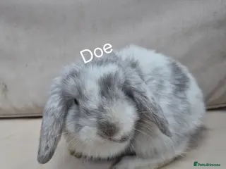 Mini Lop rabbits Baby Mini Lop Rabbits-Ready for Their New Homes - Advert 7