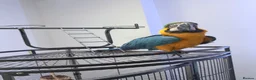 Macaws birds for sale: Penny in Clydebank - Advert 4