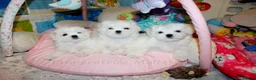 Maltese dogs for sale: Exclusive Tiny Kc Reg. Maltese By Emperatrice  - Advert 6