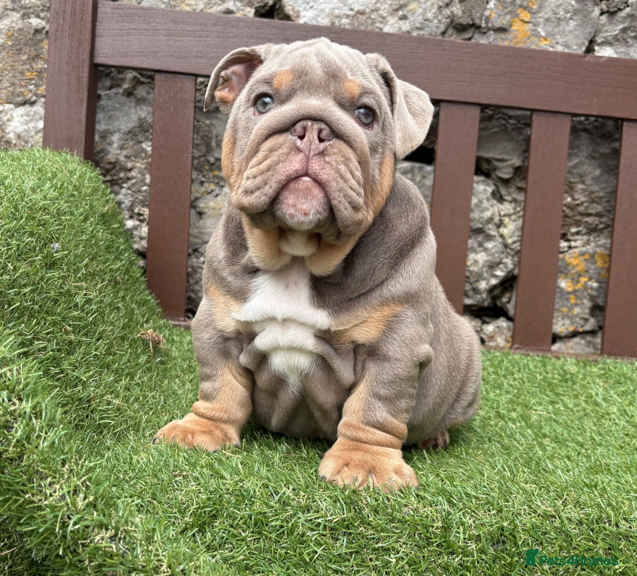English Bulldog dogs KC Registered English bulldog puppies ready  💙❤️ - Advert 11
