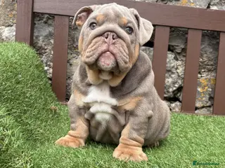 English Bulldog dogs KC Registered English bulldog puppies ready 💙❤️ - Advert 11