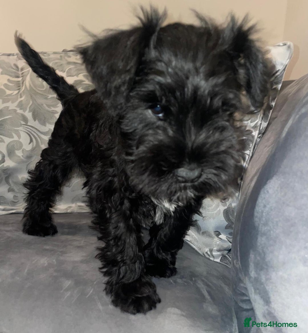 Miniature Schnauzer dogs for sale: KC Pedigree Mini Schnauzer - Advert 15