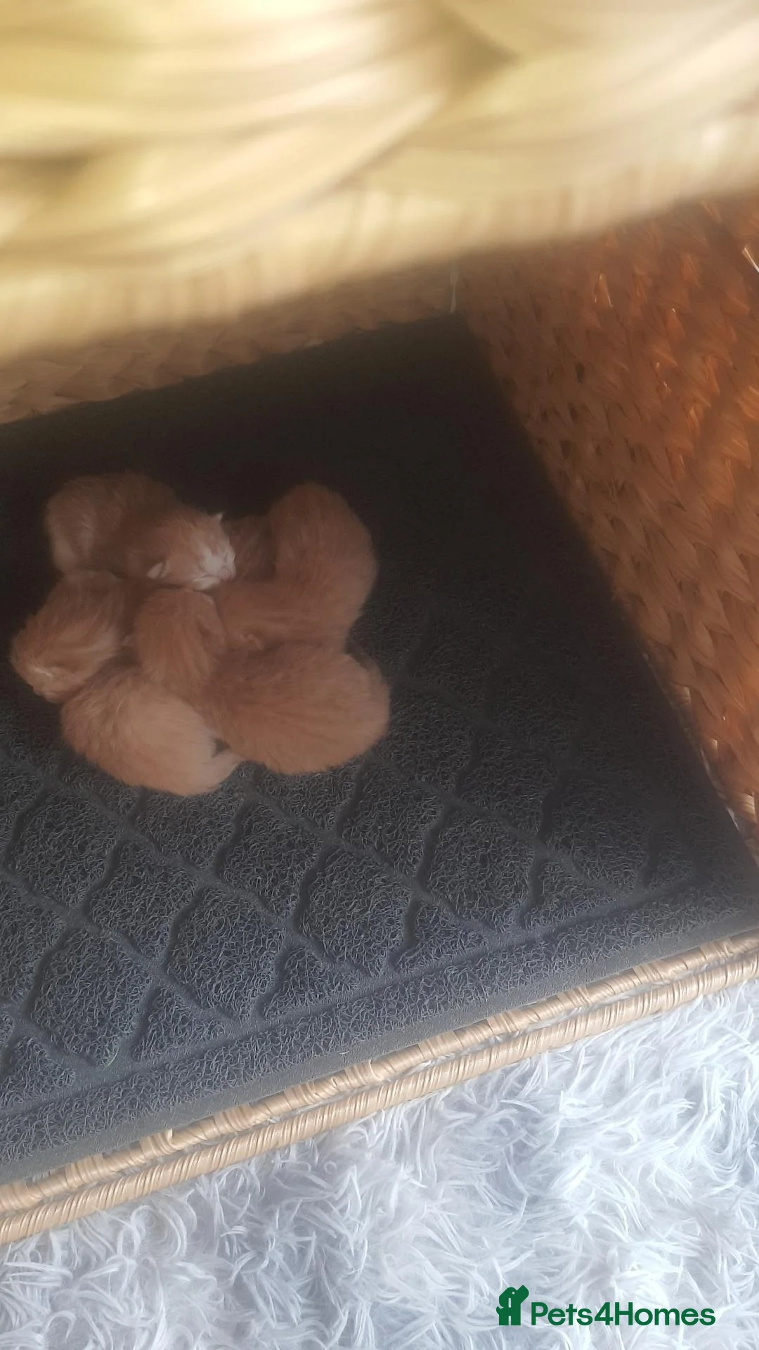 Mixed Breed cats for sale: Kittens for sale  - Advert 8