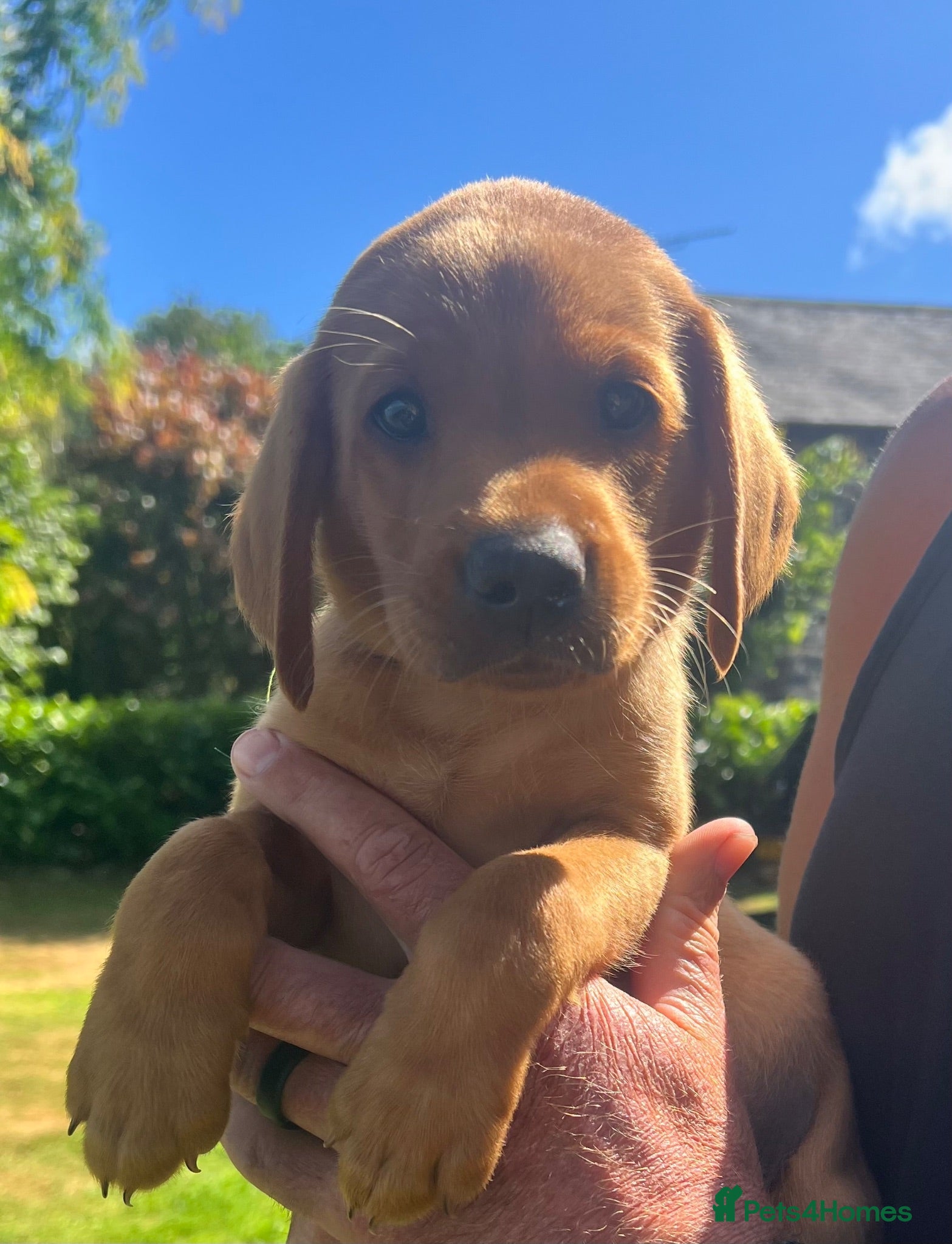 Labrador Retriever dogs DARK FOX RED KC LAB PUPS HEALTH TESTED 5* BREEDER - Advert 18