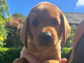 Labrador Retriever dogs DARK FOX RED KC LAB PUPS HEALTH TESTED 5* BREEDER - Advert 5