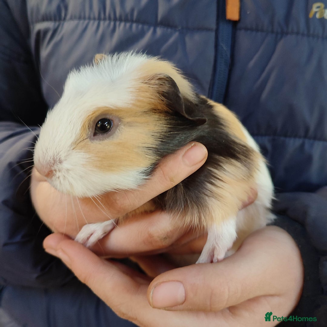 Guinea Pig rodents for sale: Guinea pigs for sale  - Advert 9