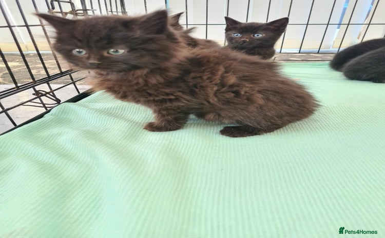 Mixed Breed cats - Advert 4