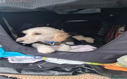 Cockapoo dogs for sale: Drew  - Image 1