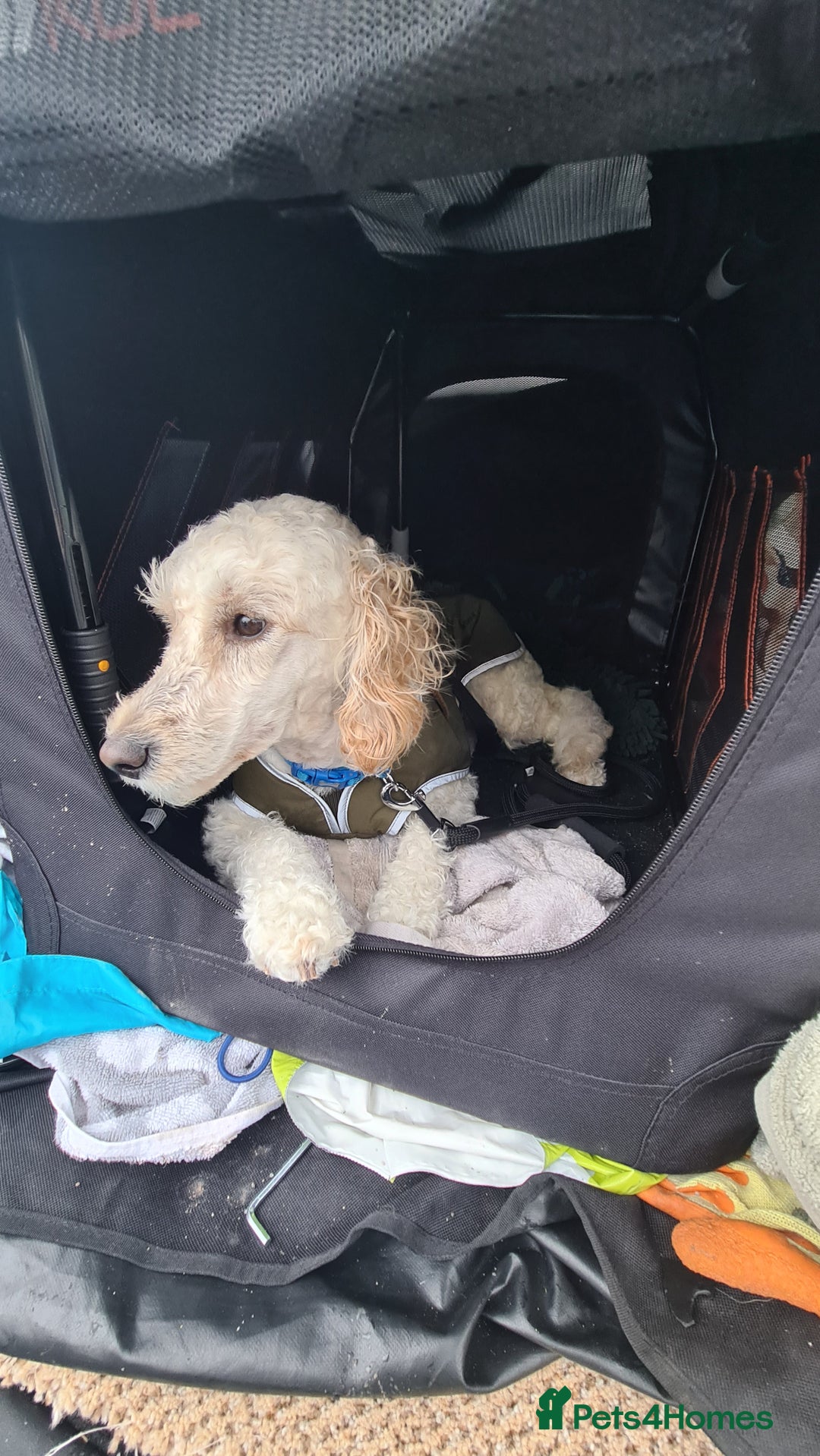 Cockapoo dogs for sale: Drew  - Image 1