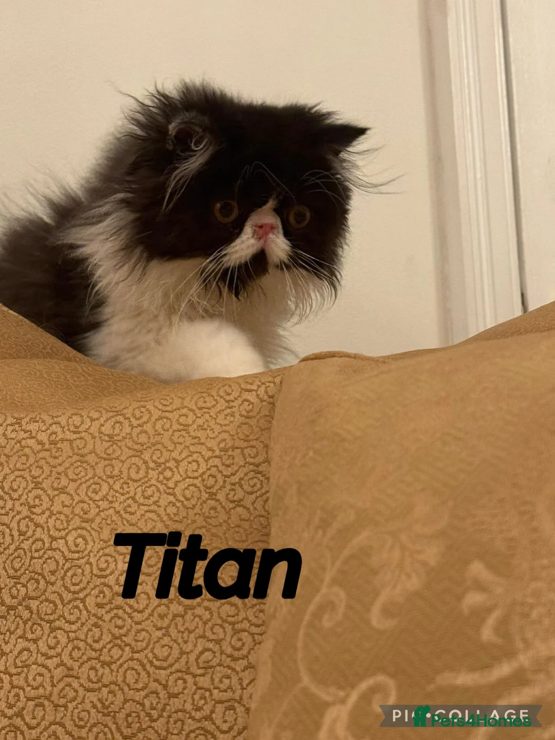 Persian cats for sale: PERSIAN KITTENS FOR SALE  - Advert 5