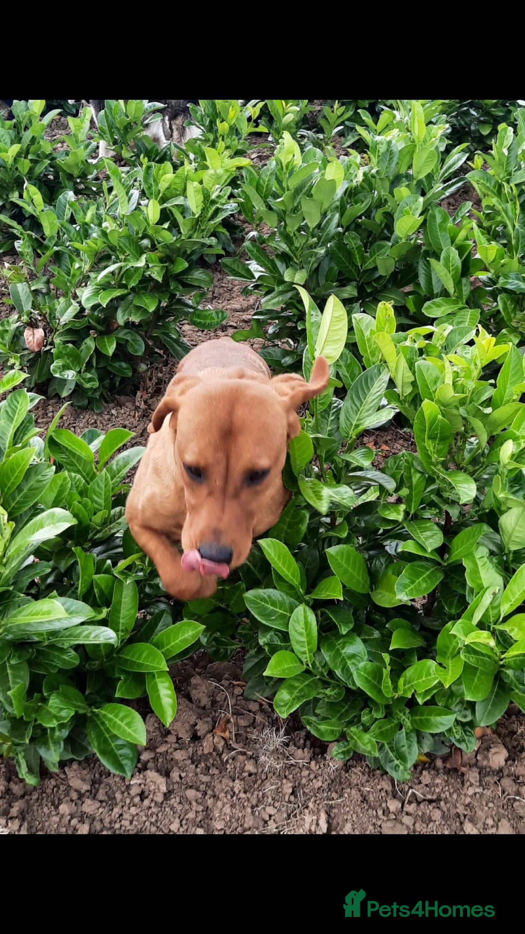 Labrador Retriever dogs for sale: Stunning litter of KC FOX RED PUPPYS  - Advert 8