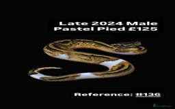 Python Snake reptiles for sale: Various 2025 & 2024 Pied Ball Pythons Royal Snake - Image 8