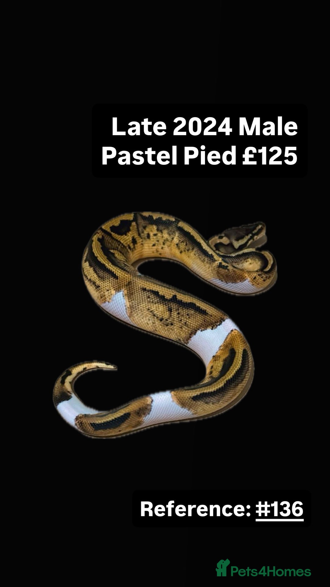 Python Snake reptiles for sale: Various 2025 & 2024 Pied Ball Pythons Royal Snake - Image 8