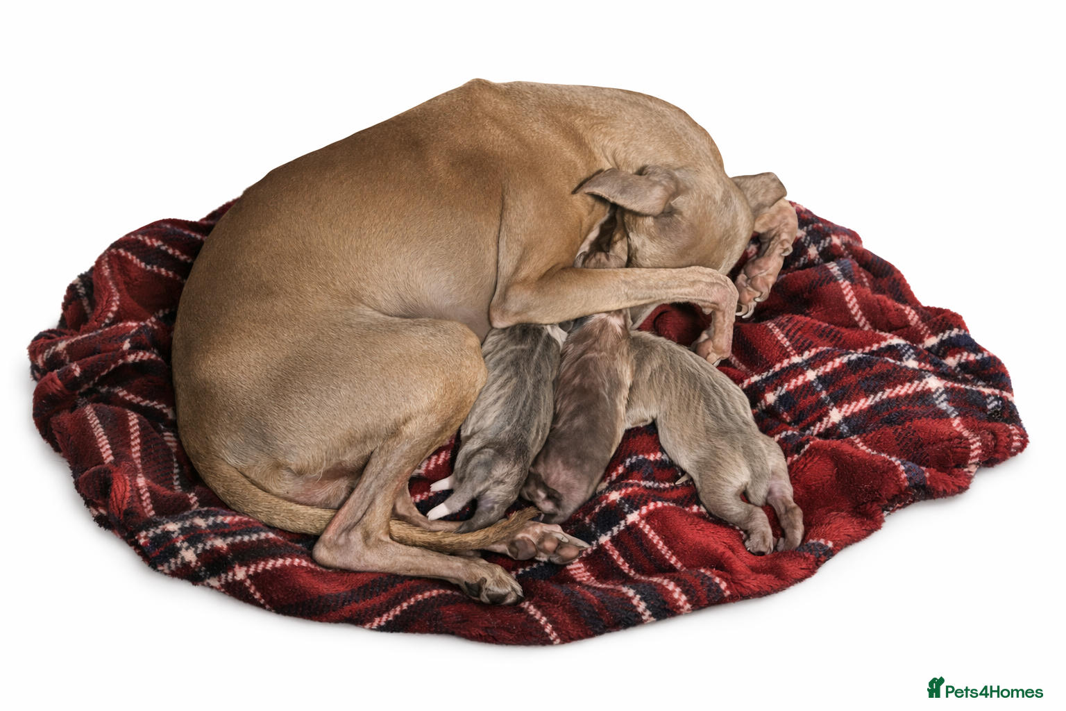 Italian Greyhound dogs The Most AMAZING colours! - Advert 1