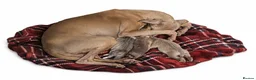 Italian Greyhound dogs for sale: The Most AMAZING colours! - Advert 1