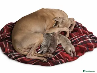 Italian Greyhound dogs The Most AMAZING colours! - Advert 1