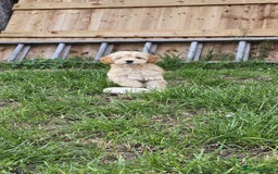 Cockapoo dogs for sale: Girl reavailable F1B cockapoo puppy health tested in Ormskirk - Image 5