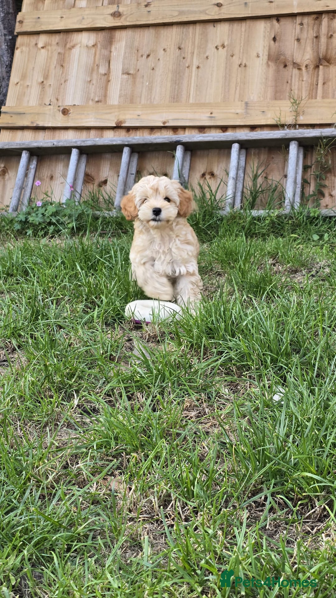 Cockapoo dogs for sale: Girl reavailable F1B cockapoo puppy health tested in Ormskirk - Image 5